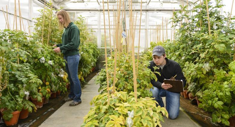 Students working in greenhouse